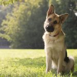 Top 10 Dog Breeds That Don’t Shed - PuppyWire