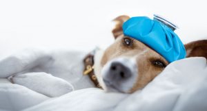 Dog with headache resting on bed