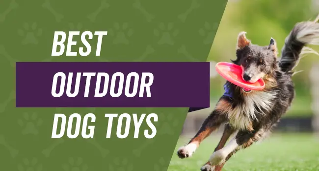 outdoor-dog-toys Top Rated Outdoor Dog Toys