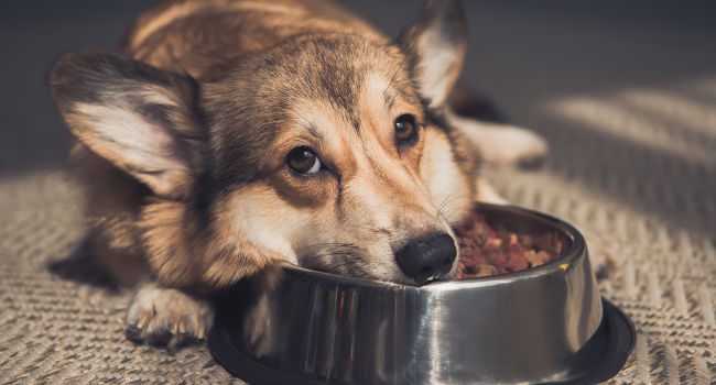 Picky eater won't eat his dog food