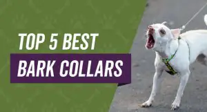 Top 5 bark collars