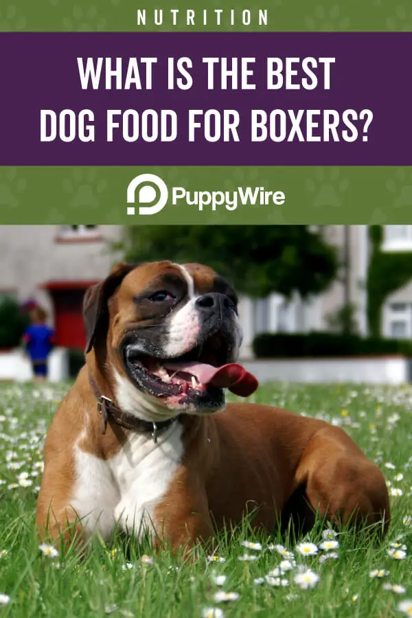 Best Dog Food for Boxers