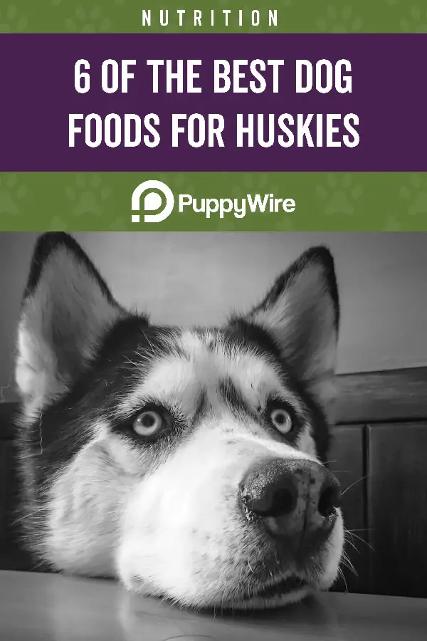 Best Dog Food for Huskies