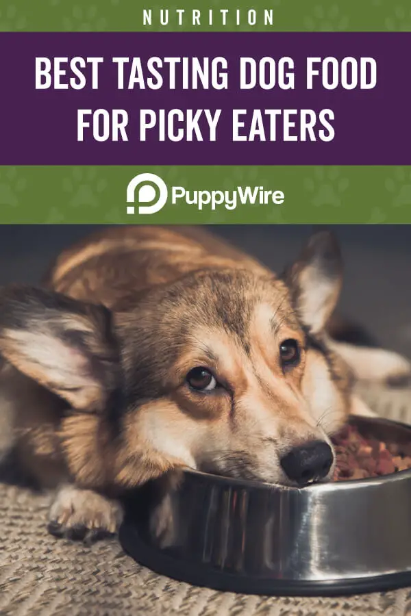 Best Tasting Dog Food for Picky Eaters: Top Foods to Feed Your Finicky Pup