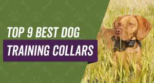 Top 9 best dog training collars