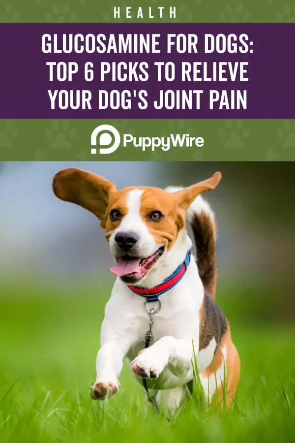 Best Glucosamine for Dogs