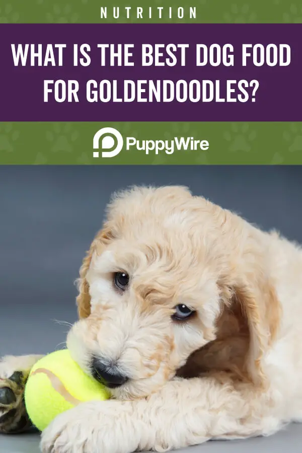 Best Dog Food for Goldendoodles