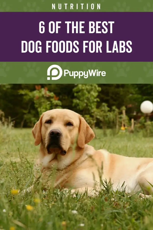 Best Dog Food for Labs