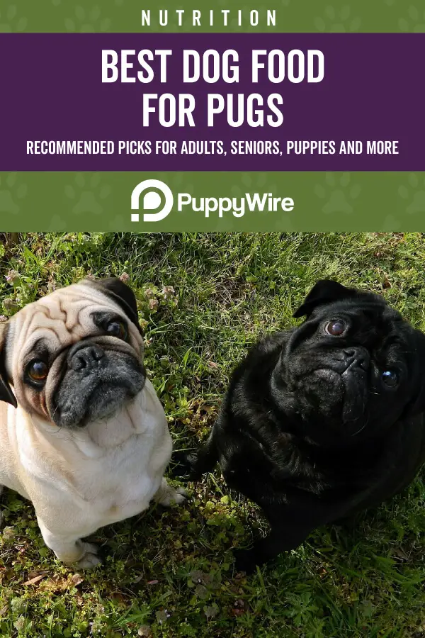 Best Dog Food for Pugs