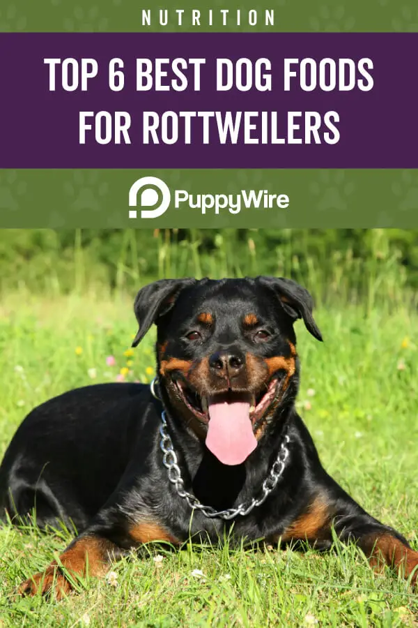 rottweiler food allergies