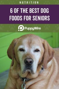 Best Senior Dog Food: Nutrition Tips + 6 Picks with Reviews