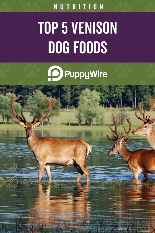 Best Venison Dog Food