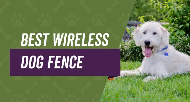 Wireless dog fences