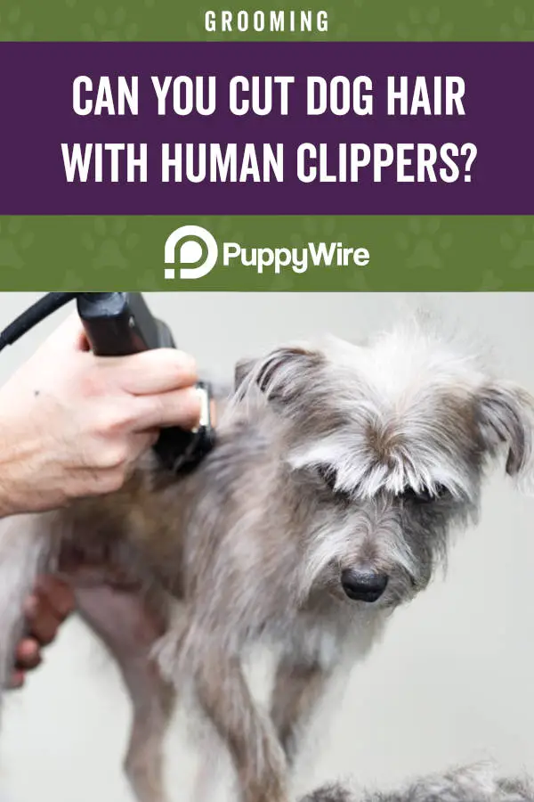 Can You Cut Dog Hair With Human Clippers?