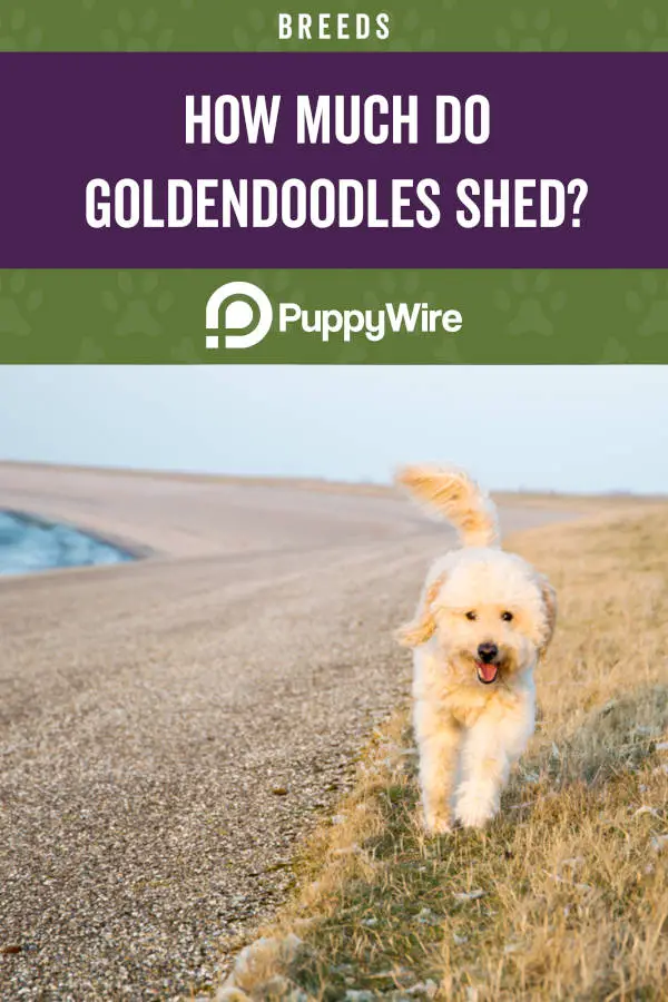 How Much Do Goldendoodles Shed?