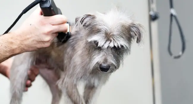 dog getting groomed with dog clippers