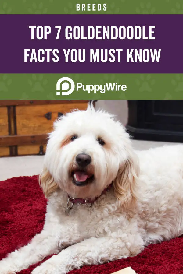 Top 7 Goldendoodle Facts You Must Know