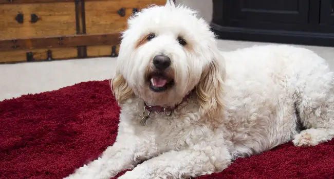 Goldendoodle relaxing on carpet