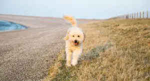 Goldendoodle running outside having fun