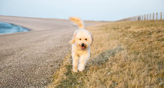 Goldendoodle running outside having fun