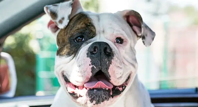 American Bulldog closeup of face