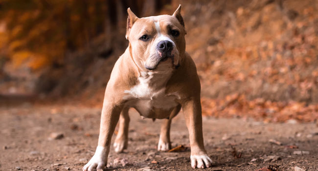 American Bully