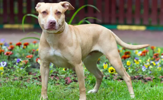 american pitbull terrier