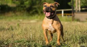 American Staffordshire Bull Terrier
