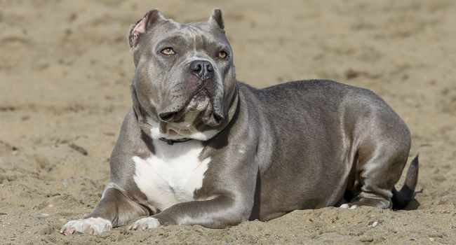 Blue Nosed Pitbull enjoying the beach