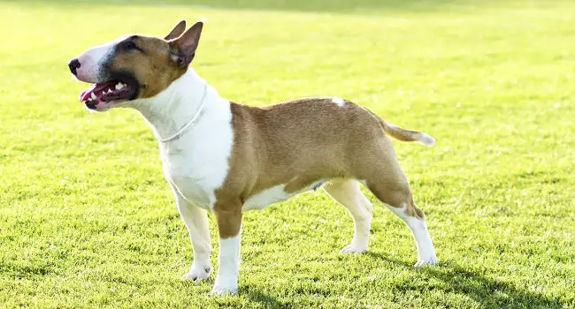 Bull Terrier