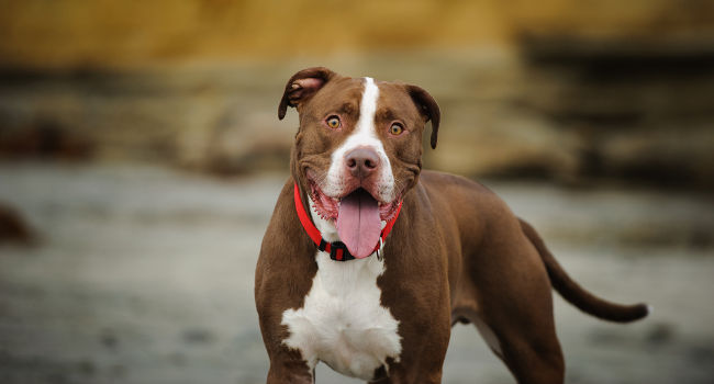 Red Nosed Pitbull