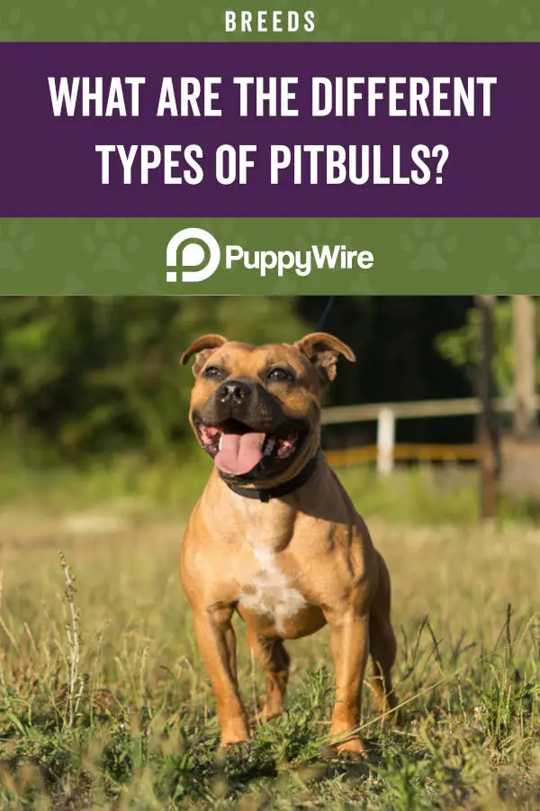 What are the Different Types of Pitbulls?
