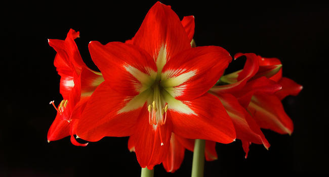 are amaryllis plants poisonous to dogs