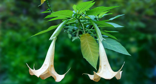 Angel's Trumpet Brugmansia