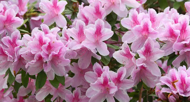 Pink Azaleas