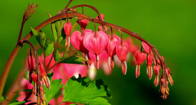 are bleeding hearts poisonous to dogs