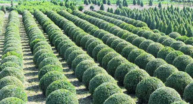 Boxwood Trees in a nursery