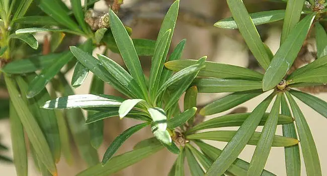 Buddhist Pine