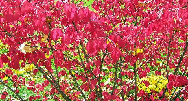 is burning bush poisonous to dogs