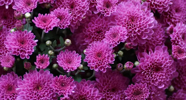 Chrysanthemum