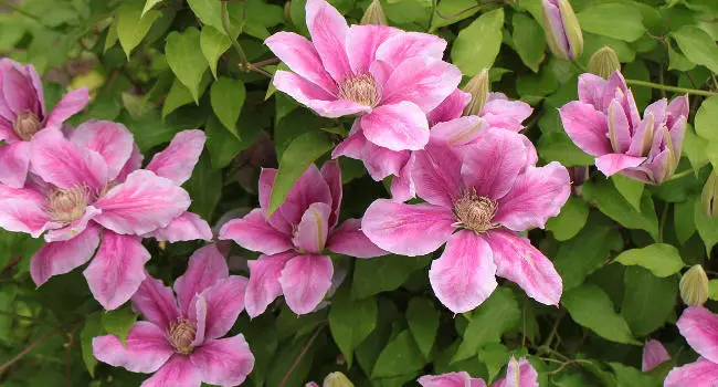 Clematis