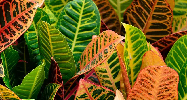 Croton plant