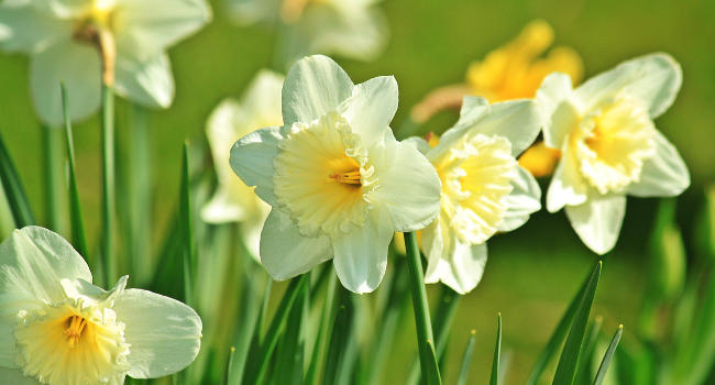 Daffodil