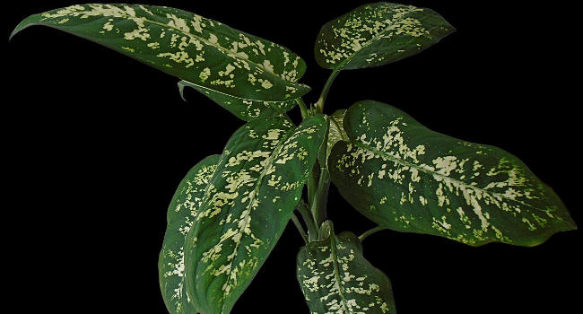 Dieffenbachia