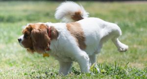 Dog peeing in the park after holding it