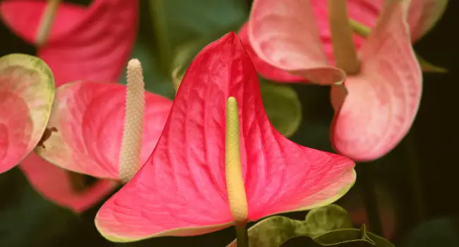 Flamingo Plant