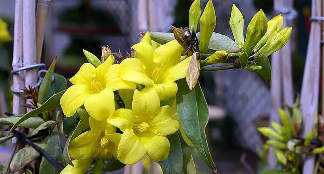 Yellow Jessamine