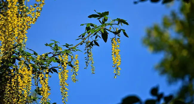 Golden Chain Tree