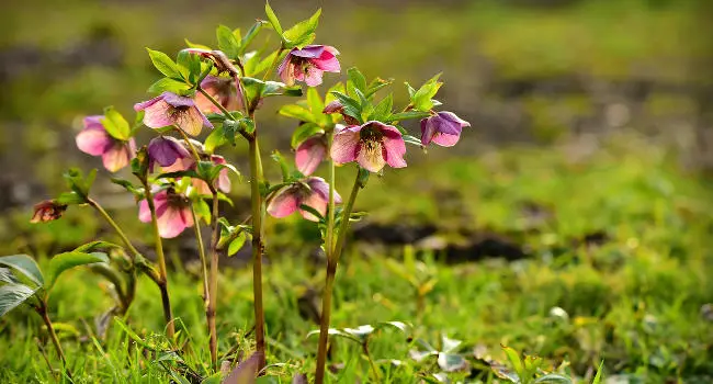 Hellebore