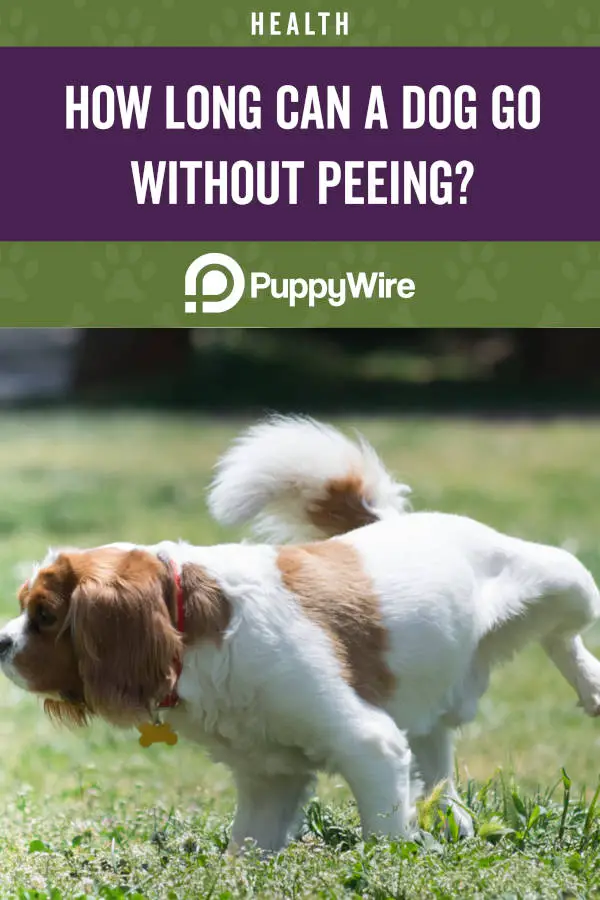 How Long Can a Dog Go Without Peeing?